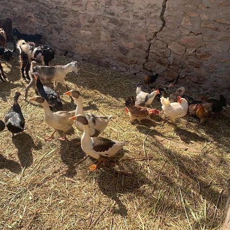 Nubian Farm Aswan 빌라 외부 사진